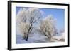 Tree in Winter Snow Near River-null-Framed Photographic Print