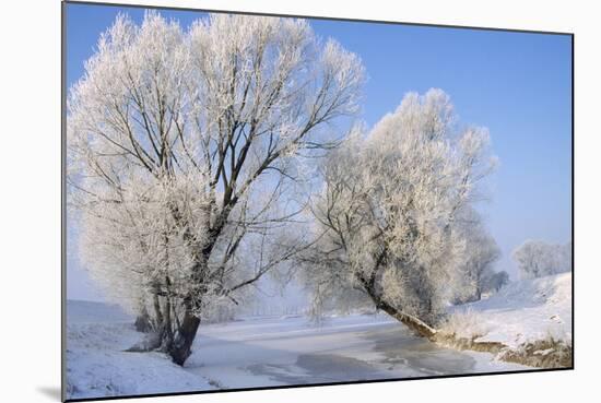 Tree in Winter Snow Near River-null-Mounted Photographic Print