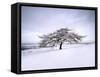Tree in Winter Snow, North York Moors National Park, North Yorkshire, England-Gary Cook-Framed Stretched Canvas