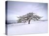 Tree in Winter Snow, North York Moors National Park, North Yorkshire, England-Gary Cook-Stretched Canvas