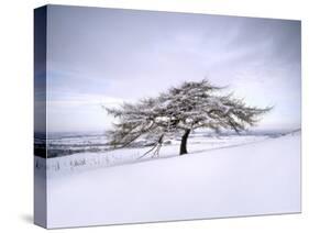 Tree in Winter Snow, North York Moors National Park, North Yorkshire, England-Gary Cook-Stretched Canvas