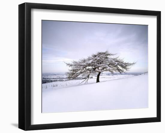Tree in Winter Snow, North York Moors National Park, North Yorkshire, England-Gary Cook-Framed Photographic Print