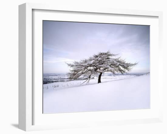 Tree in Winter Snow, North York Moors National Park, North Yorkshire, England-Gary Cook-Framed Photographic Print