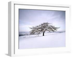 Tree in Winter Snow, North York Moors National Park, North Yorkshire, England-Gary Cook-Framed Photographic Print