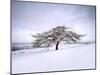 Tree in Winter Snow, North York Moors National Park, North Yorkshire, England-Gary Cook-Mounted Photographic Print