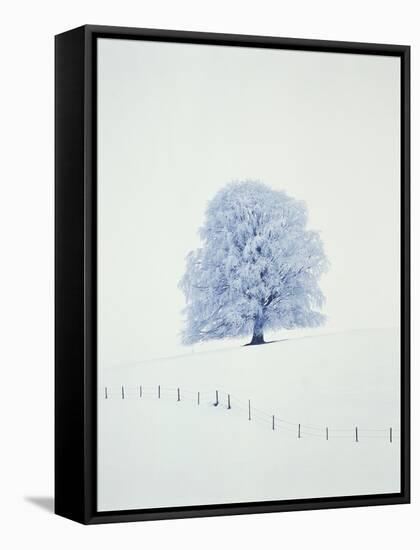 Tree in winter-Herbert Kehrer-Framed Stretched Canvas
