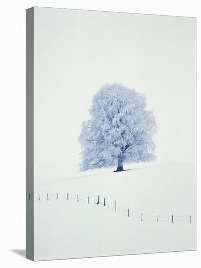 Tree in winter-Herbert Kehrer-Stretched Canvas