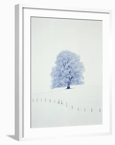 Tree in winter-Herbert Kehrer-Framed Photographic Print