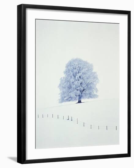 Tree in winter-Herbert Kehrer-Framed Photographic Print