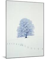 Tree in winter-Herbert Kehrer-Mounted Photographic Print