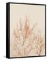 Tree in Winter-Myan Soffia-Framed Stretched Canvas