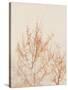 Tree in Winter-Myan Soffia-Stretched Canvas