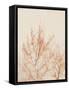Tree in Winter-Myan Soffia-Framed Stretched Canvas