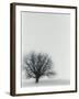 Tree In Winter-Cristina-Framed Photographic Print