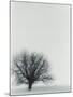 Tree In Winter-Cristina-Mounted Photographic Print