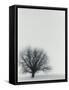 Tree In Winter-Cristina-Framed Stretched Canvas