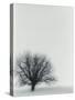 Tree In Winter-Cristina-Stretched Canvas