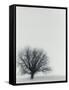 Tree In Winter-Cristina-Framed Stretched Canvas