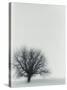 Tree In Winter-Cristina-Stretched Canvas