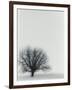 Tree In Winter-Cristina-Framed Photographic Print