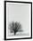 Tree In Winter-Cristina-Framed Photographic Print