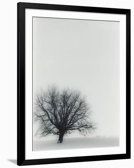 Tree In Winter-Cristina-Framed Photographic Print