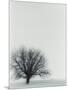 Tree In Winter-Cristina-Mounted Photographic Print