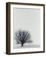 Tree In Winter-Cristina-Framed Photographic Print