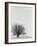 Tree In Winter-Cristina-Framed Photographic Print