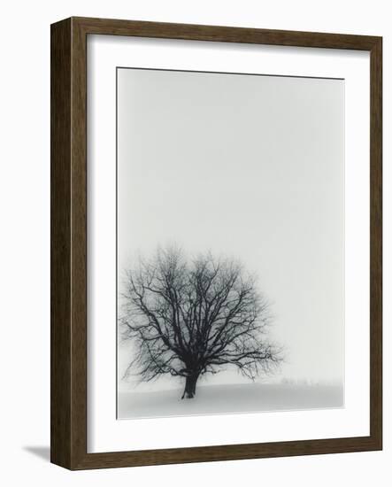 Tree In Winter-Cristina-Framed Photographic Print