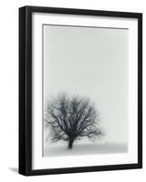 Tree In Winter-Cristina-Framed Photographic Print