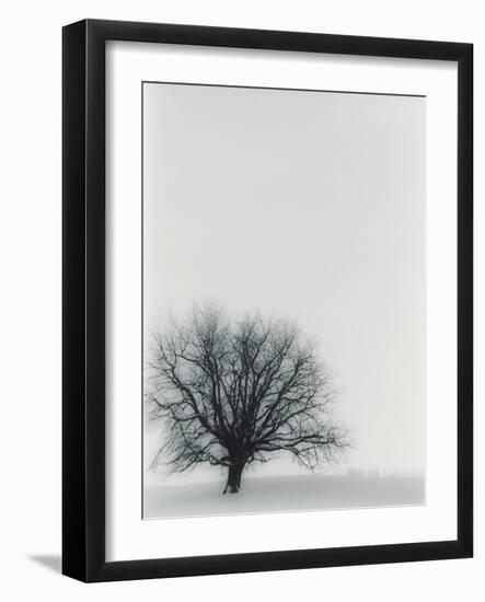 Tree In Winter-Cristina-Framed Photographic Print