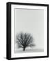 Tree In Winter-Cristina-Framed Photographic Print