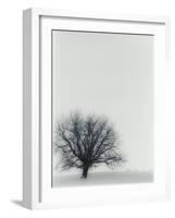 Tree In Winter-Cristina-Framed Photographic Print