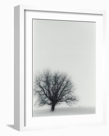 Tree In Winter-Cristina-Framed Photographic Print