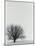 Tree In Winter-Cristina-Mounted Photographic Print