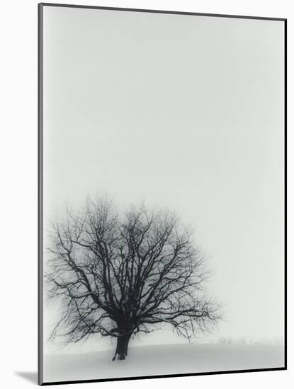 Tree In Winter-Cristina-Mounted Photographic Print