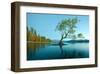 Tree Lake Wanaka New Zealand-null-Framed Art Print