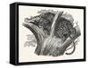 Tree Leopard at Bay-null-Framed Stretched Canvas