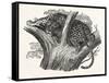 Tree Leopard at Bay-null-Framed Stretched Canvas