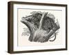 Tree Leopard at Bay-null-Framed Giclee Print