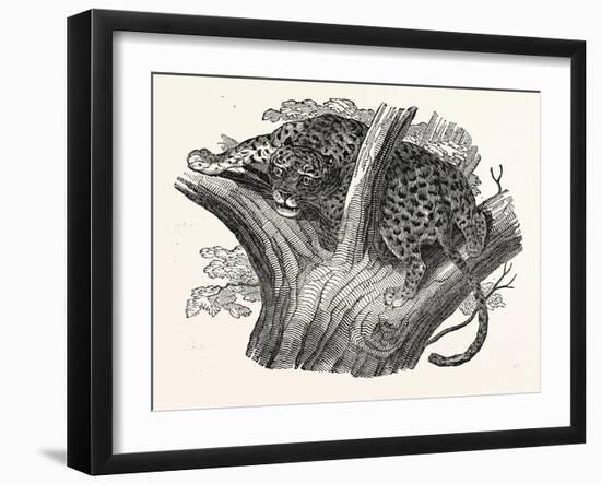 Tree Leopard at Bay-null-Framed Giclee Print