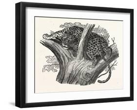 Tree Leopard at Bay-null-Framed Giclee Print