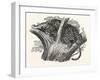 Tree Leopard at Bay-null-Framed Giclee Print