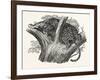 Tree Leopard at Bay-null-Framed Giclee Print