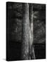 Tree Line Noir-Mikael Svensson-Stretched Canvas
