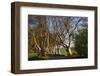 Tree lined at dawn, Dark Hedges, Ballymoney, County Antrim, Northern Ireland-null-Framed Photographic Print