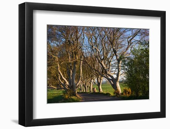 Tree lined at dawn, Dark Hedges, Ballymoney, County Antrim, Northern Ireland-null-Framed Photographic Print