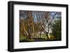 Tree lined at dawn, Dark Hedges, Ballymoney, County Antrim, Northern Ireland-null-Framed Photographic Print