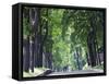 Tree Lined Avenue in Park Misky Sad, Kiev, Ukraine, Europe-Christian Kober-Framed Stretched Canvas